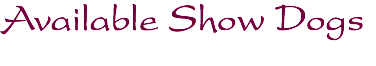Available Show Dogs